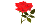 زیبا گل سرخ